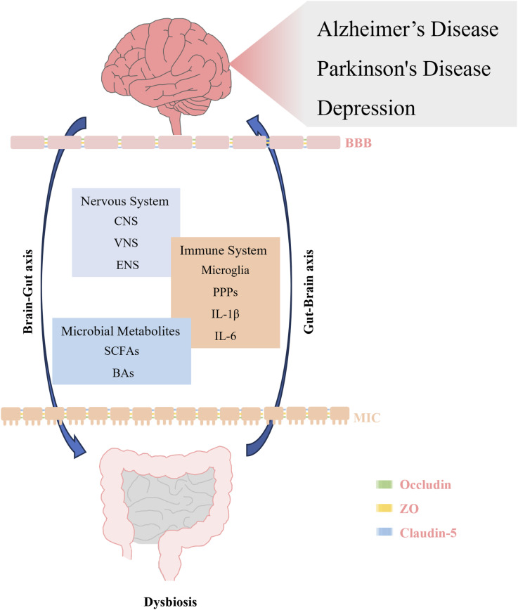Gut microbiota: A new window for the prevention and treatment of neuropsychiatric disease.