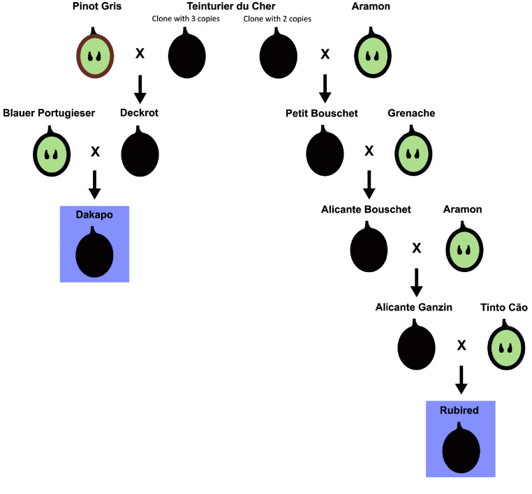 The assembly and annotation of two teinturier grapevine varieties, Dakapo and Rubired.