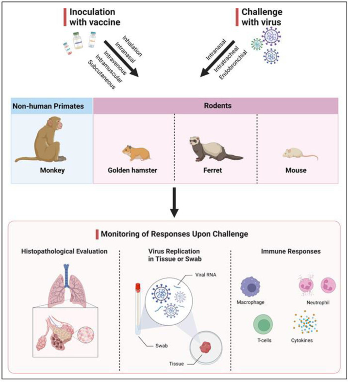 Comprehensive review of preclinical evaluation strategies for COVID-19 vaccine candidates: assessing immunogenicity, toxicology, and safety profiles.
