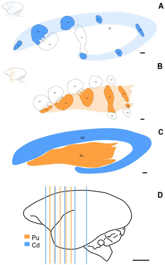 Ayahuasca partially preserves striatal integrity in juvenile non-human primates exposed to chronic stress: evidence from stereological evaluation.