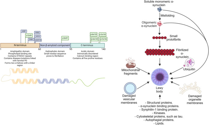 Molecular Insights into α-Synuclein Fibrillation: A Raman Spectroscopy and Machine Learning Approach.