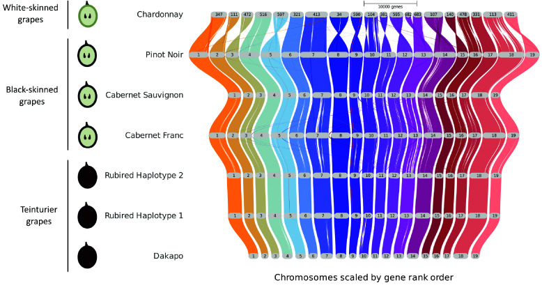 The assembly and annotation of two teinturier grapevine varieties, Dakapo and Rubired.