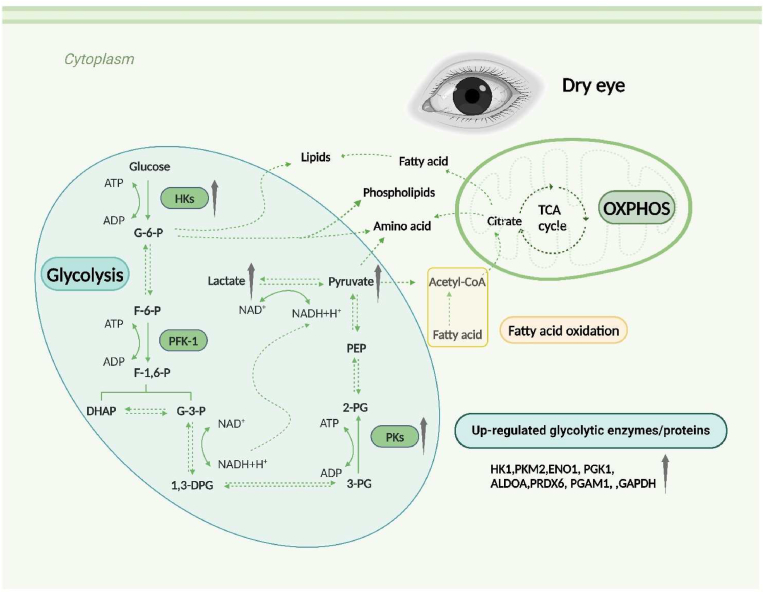 The alterations of ocular surface metabolism and the related immunity inflammation in dry eye