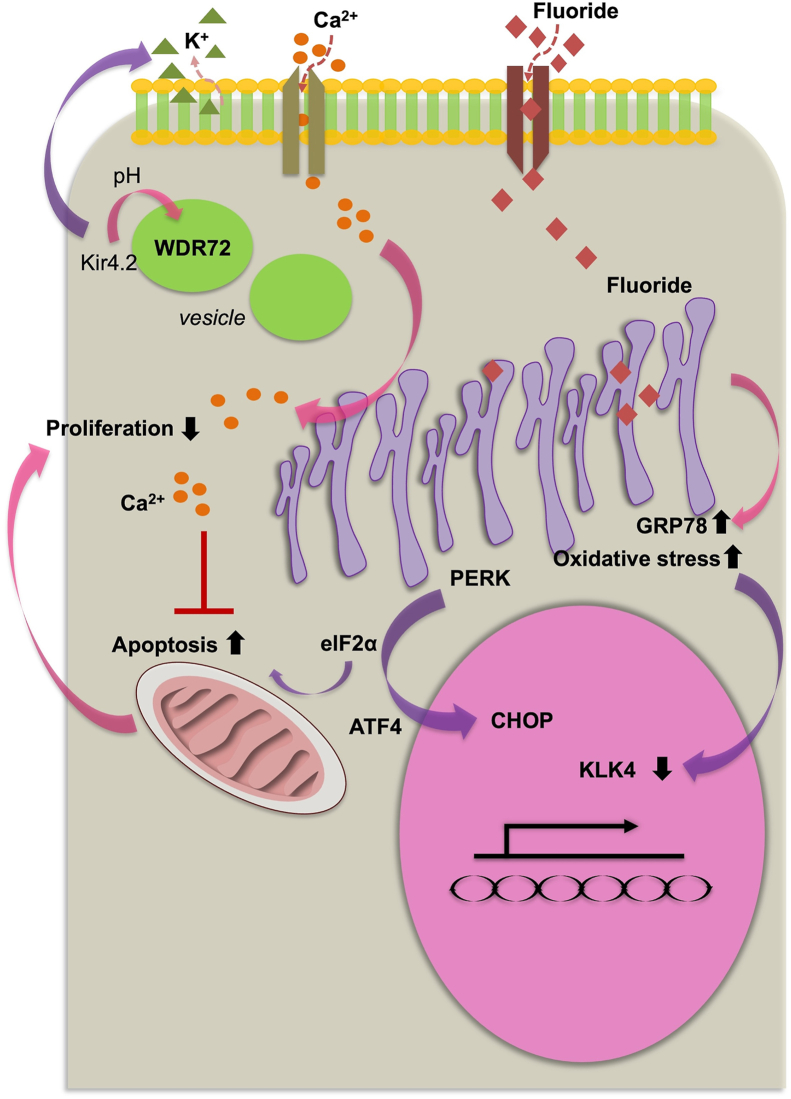 Roles of calcium in ameloblasts during tooth development: A scoping review