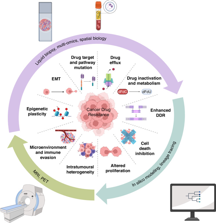 Breaking barriers: we need a multidisciplinary approach to tackle cancer drug resistance.