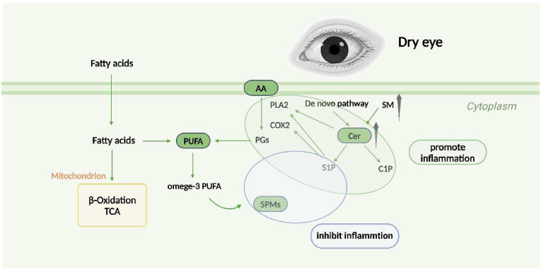 The alterations of ocular surface metabolism and the related immunity inflammation in dry eye