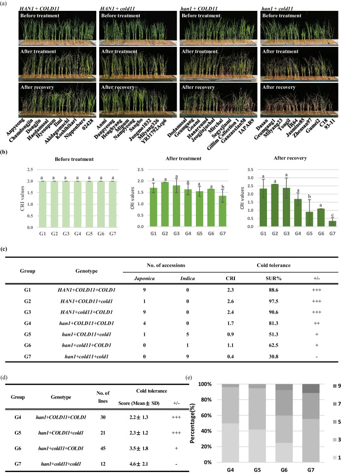 Integrating molecular markers and phenotypic analysis to assess cold tolerance in rice germplasm.
