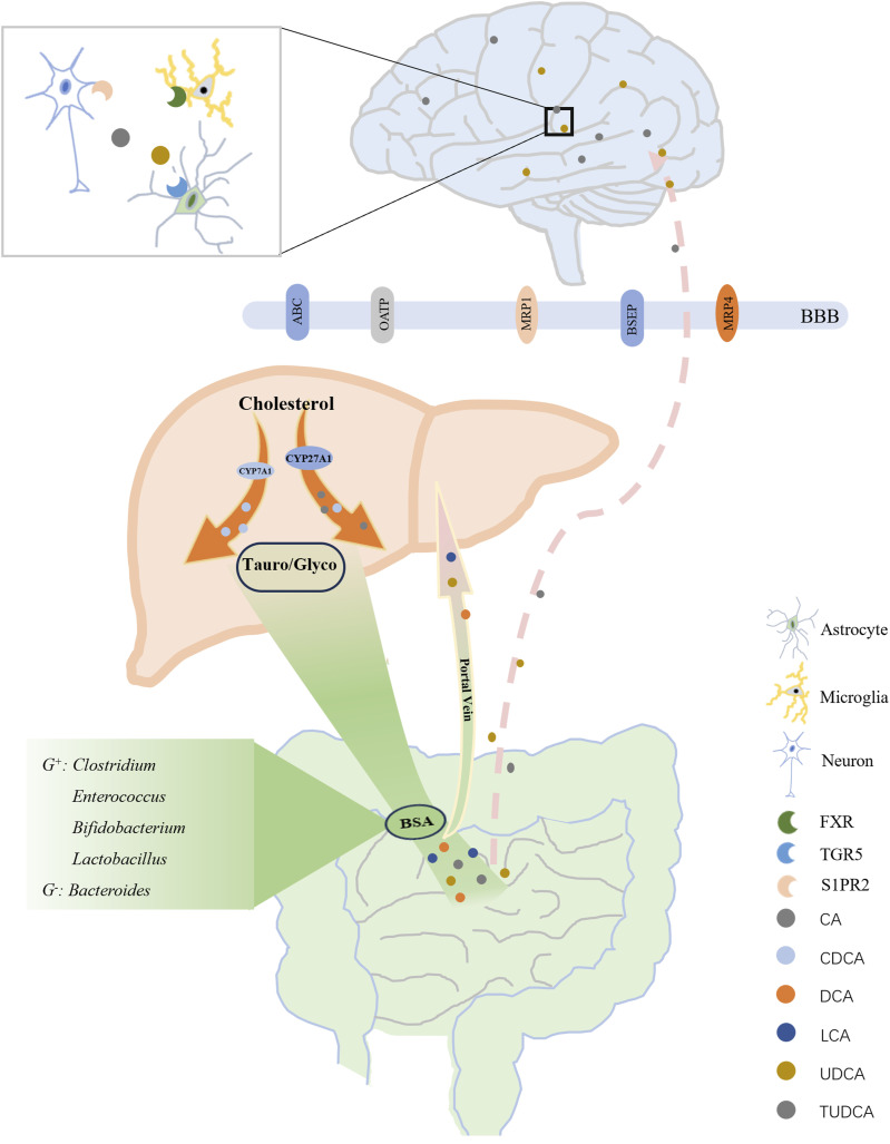 Gut microbiota: A new window for the prevention and treatment of neuropsychiatric disease.