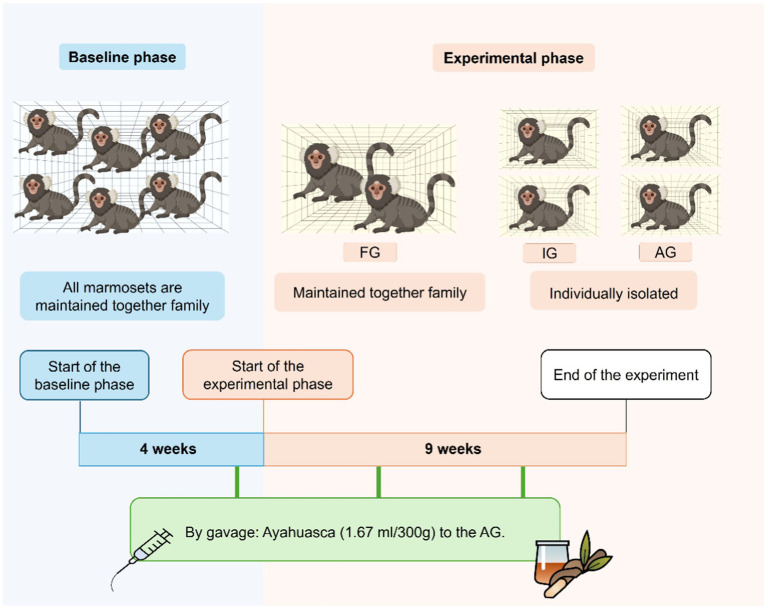 Ayahuasca partially preserves striatal integrity in juvenile non-human primates exposed to chronic stress: evidence from stereological evaluation.