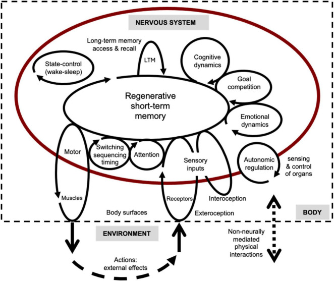 Time-domain brain: temporal mechanisms for brain functions using time-delay nets, holographic processes, radio communications, and emergent oscillatory sequences.