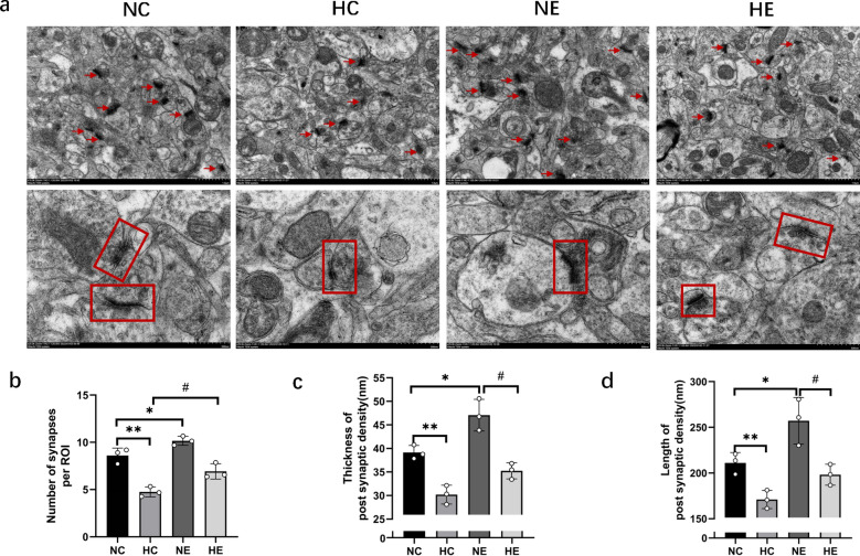 Aerobic exercise training improves learning and memory performance in hypoxic-exposed rats by activating the hippocampal PKA-CREB-BDNF signaling pathway.