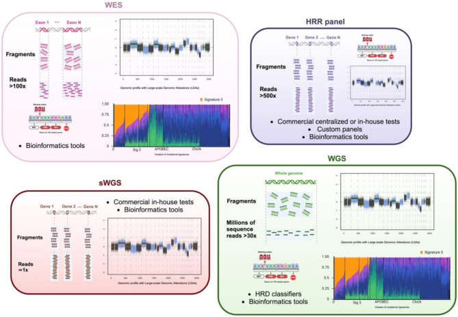 Homologous recombination deficiency (HRD) testing landscape: clinical applications and technical validation for routine diagnostics.