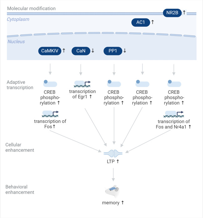 Enhancement of physiology via adaptive transcription.