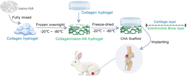 A bilayer scaffold of collagen and nanohydroxyapatite promotes osteochondral defect in rabbit knee joints.