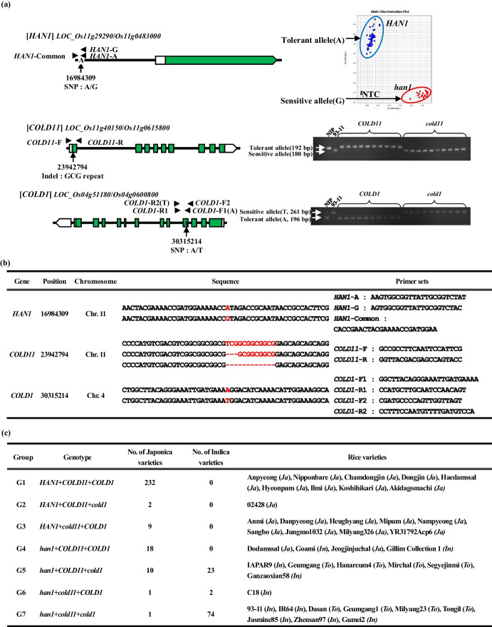 Integrating molecular markers and phenotypic analysis to assess cold tolerance in rice germplasm.