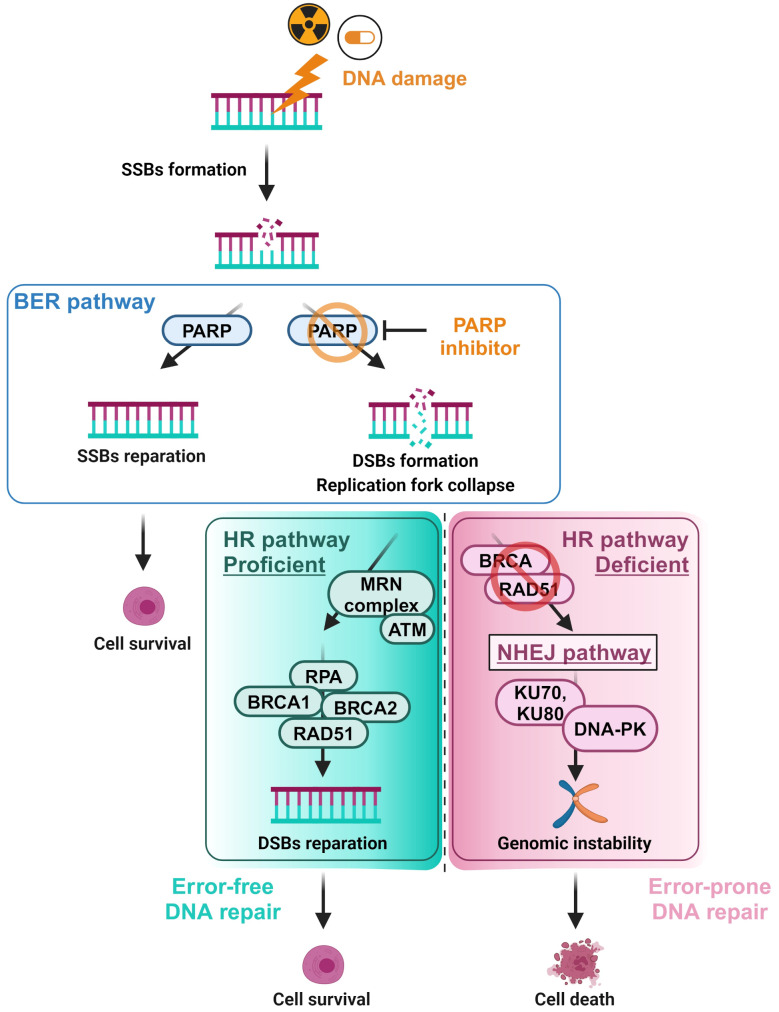 Homologous recombination deficiency (HRD) testing landscape: clinical applications and technical validation for routine diagnostics.