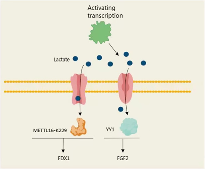 Lactylation and human disease.