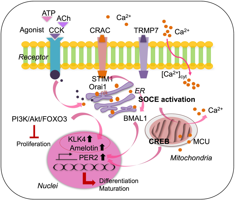 Roles of calcium in ameloblasts during tooth development: A scoping review