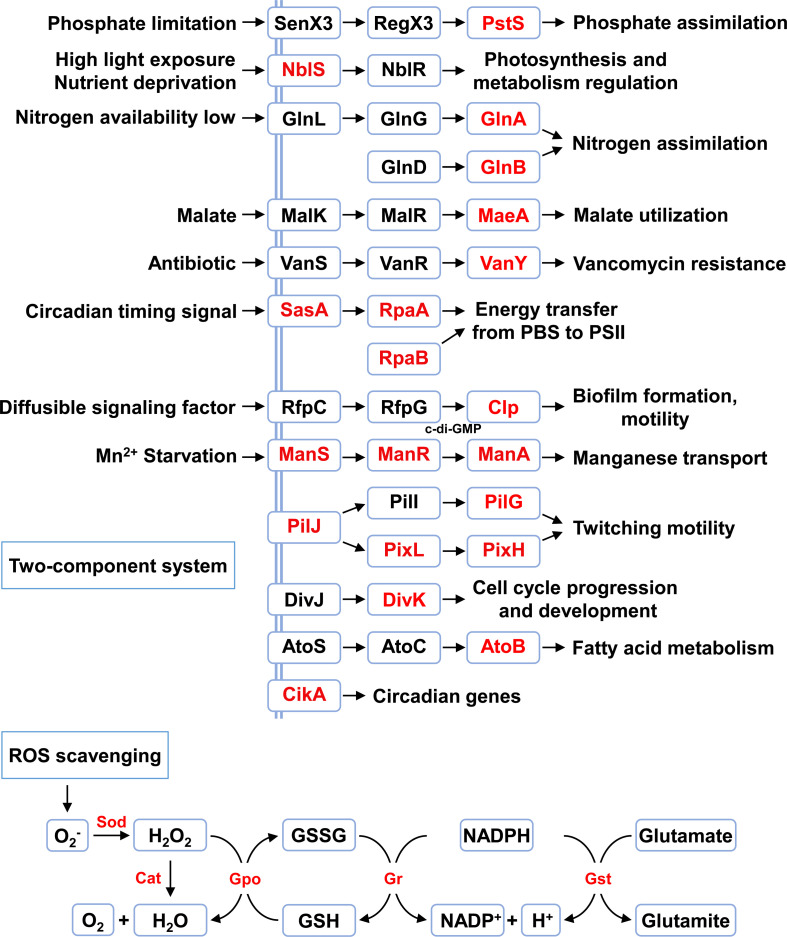 Lysine acetylation in cyanobacteria: emerging mechanisms and functions.