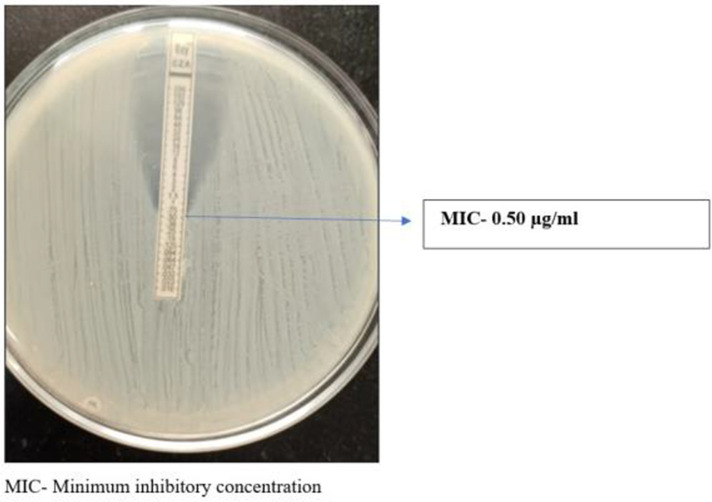 Ceftazidime-avibactam activity against <i>Escherichia coli</i> and <i>Klebsiella pneumoniae</i>.