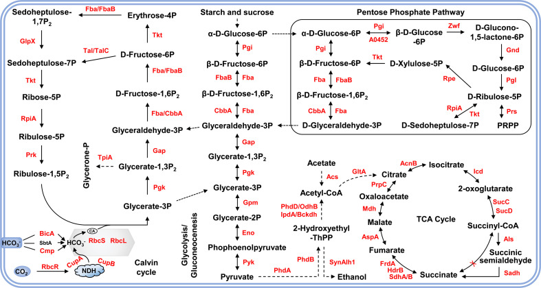 Lysine acetylation in cyanobacteria: emerging mechanisms and functions.