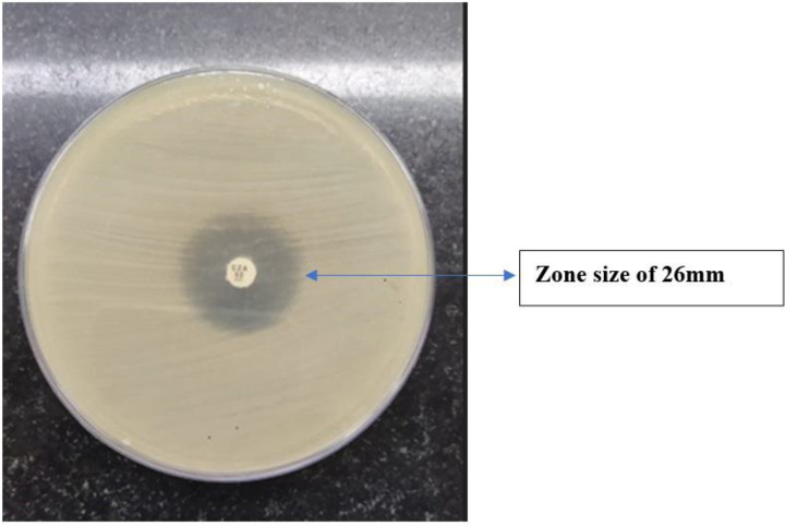 Ceftazidime-avibactam activity against <i>Escherichia coli</i> and <i>Klebsiella pneumoniae</i>.