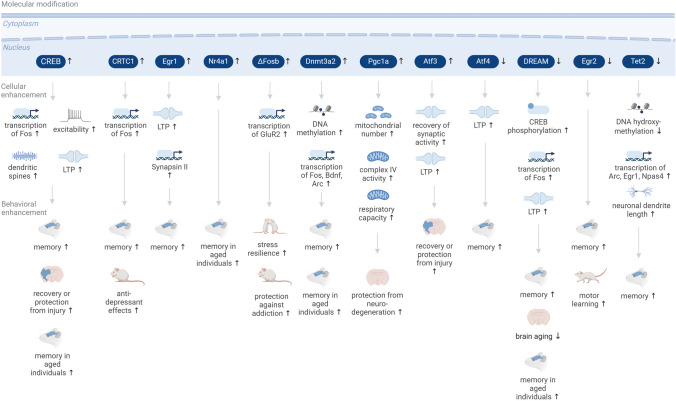 Enhancement of physiology via adaptive transcription.
