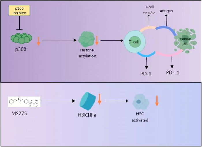 Lactylation and human disease.