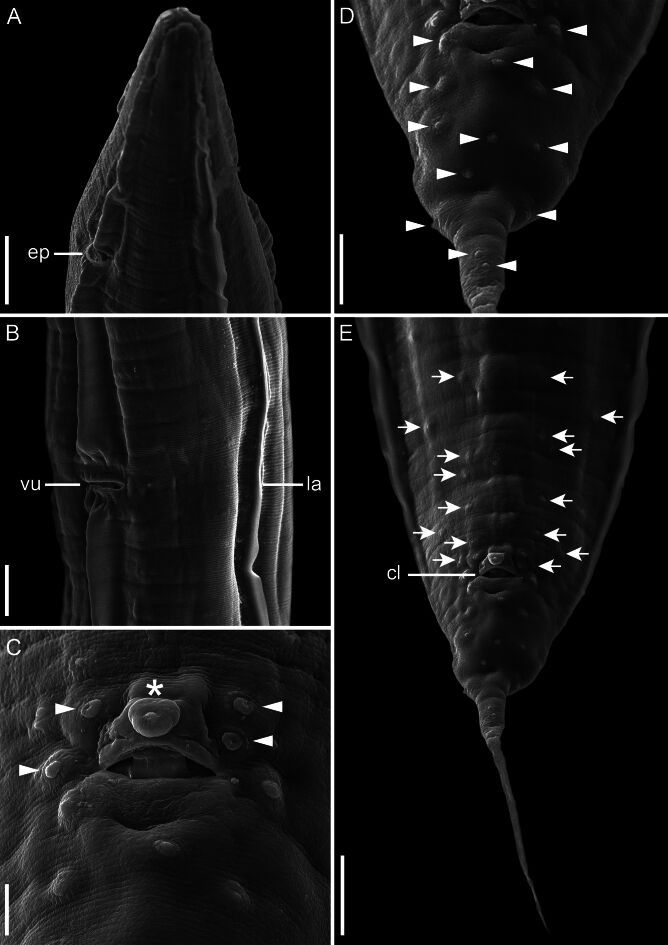Adding a new piece to the puzzle of Cosmocercidae evolutionary relationships: genetic characterization of Aplectana pella parasitic in Osteocephalus cabrerai from Amazon Region.