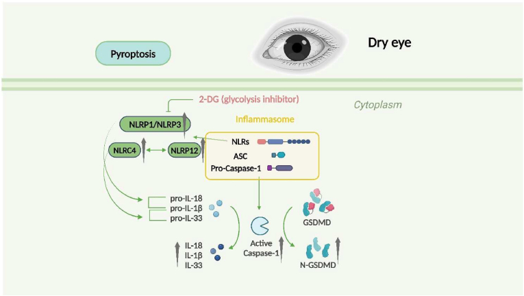 The alterations of ocular surface metabolism and the related immunity inflammation in dry eye