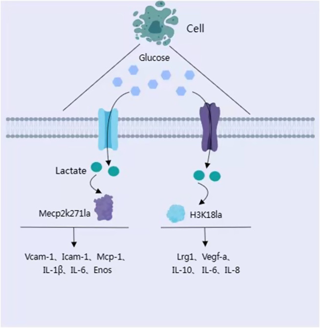 Lactylation and human disease.