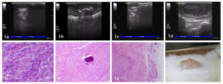 Ultrasound-Guided Percutaneous Microwave Coagulation Studies on VX2 Rabbit Models for Breast Cancer Treatment and Ultrasound Imaging Assessment.