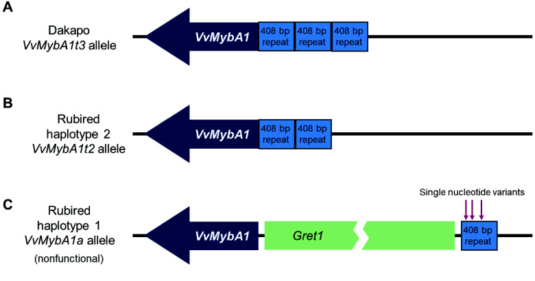The assembly and annotation of two teinturier grapevine varieties, Dakapo and Rubired.