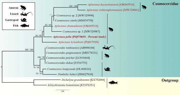 Adding a new piece to the puzzle of Cosmocercidae evolutionary relationships: genetic characterization of Aplectana pella parasitic in Osteocephalus cabrerai from Amazon Region.