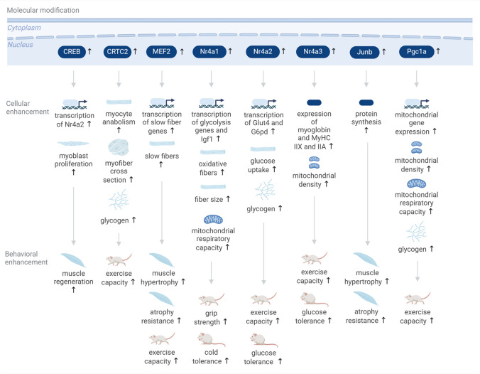 Enhancement of physiology via adaptive transcription.