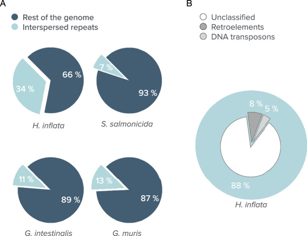 The expanded genome of Hexamita inflata, a free-living diplomonad.