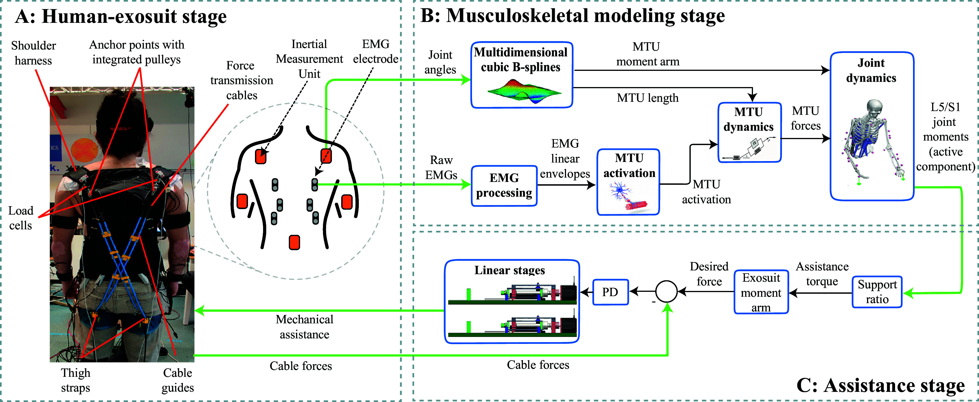 Soft back exosuit controlled by neuro-mechanical modeling provides adaptive assistance while lifting unknown loads and reduces lumbosacral compression forces.