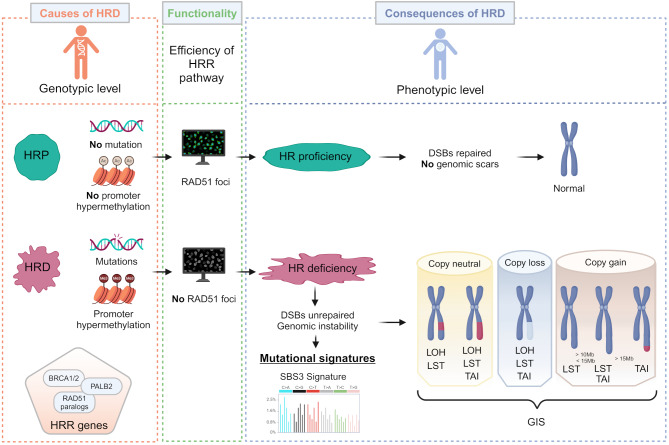 Homologous recombination deficiency (HRD) testing landscape: clinical applications and technical validation for routine diagnostics.