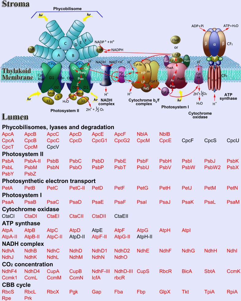 Lysine acetylation in cyanobacteria: emerging mechanisms and functions.