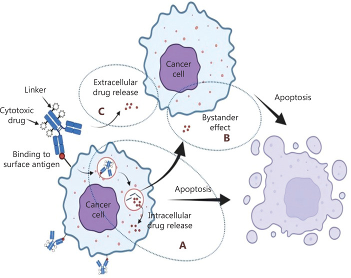 Antibody-drug conjugates in breast cancer: advances and prospects.