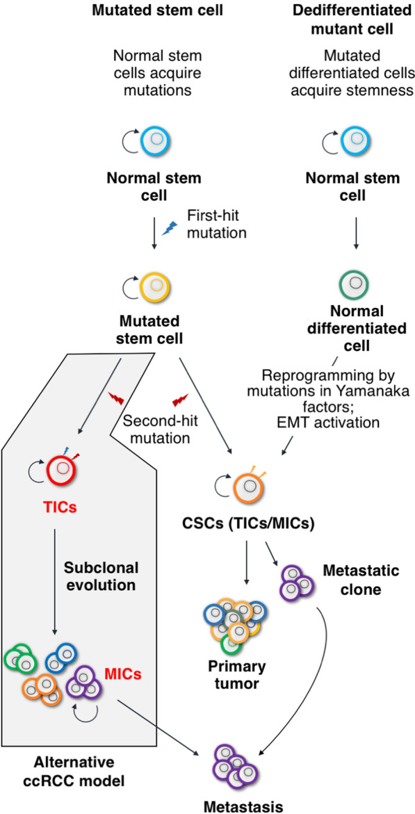 Tumor-initiating and metastasis-initiating cells of clear-cell renal cell carcinoma.
