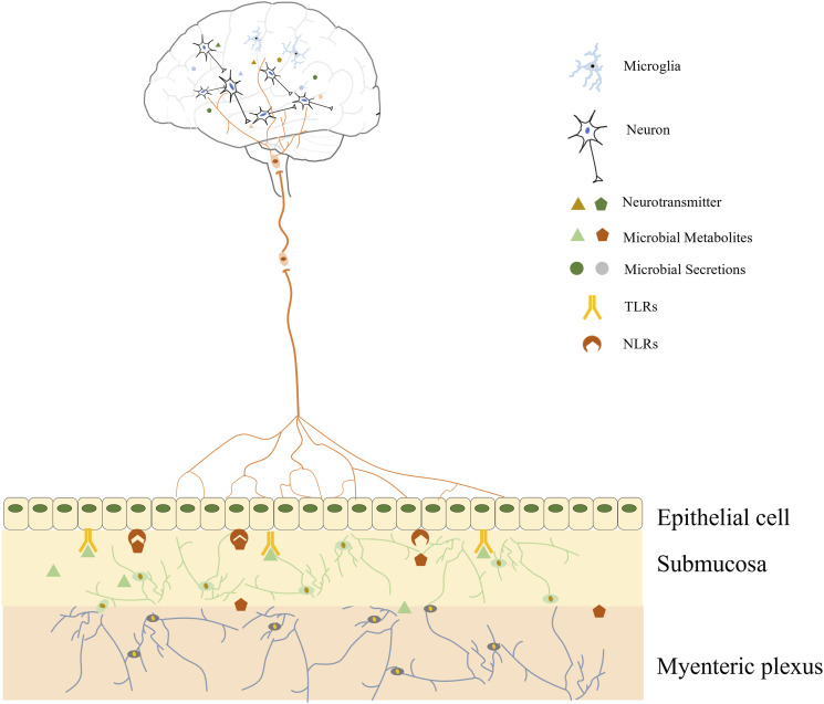Gut microbiota: A new window for the prevention and treatment of neuropsychiatric disease.