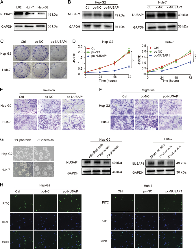 NUSAP1 Promotes Immunity and Apoptosis by the SHCBP1/JAK2/STAT3 Phosphorylation Pathway to Induce Dendritic Cell Generation in Hepatocellular Carcinoma.