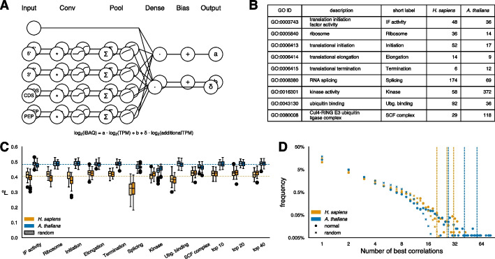 Inferring protein from transcript abundances using convolutional neural networks.