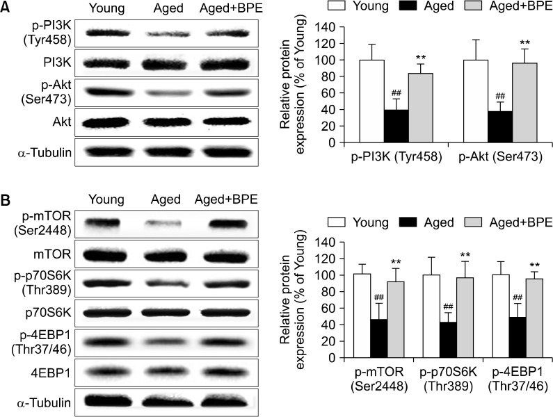 Standardized Fingerroot (<i>Boesenbergia pandurata</i>) Extract Decelerates the Development of Sarcopenia in Aged Rats.