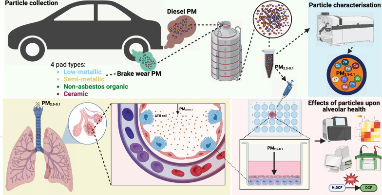 Copper-enriched automotive brake wear particles perturb human alveolar cellular homeostasis.