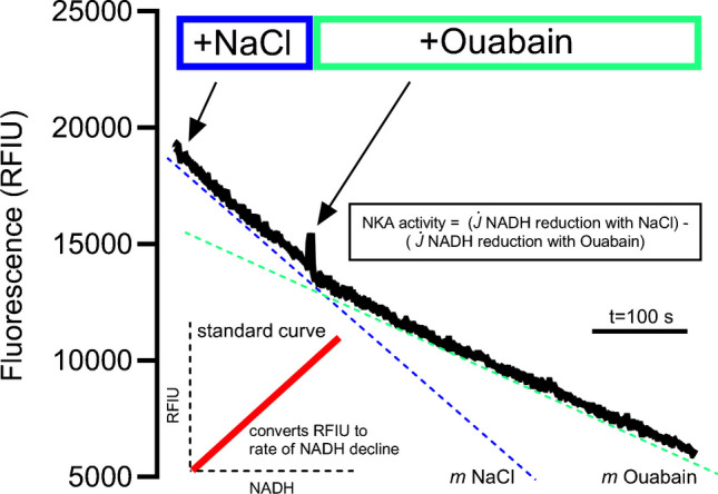Fatiguing high-intensity intermittent exercise depresses maximal Na<sup>+</sup>-K<sup>+</sup>-ATPase activity in human skeletal muscle assessed using a novel NADH-coupled assay.