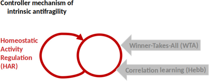 Antifragile control systems in neuronal processing: a sensorimotor perspective.