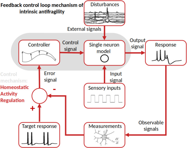 Antifragile control systems in neuronal processing: a sensorimotor perspective.