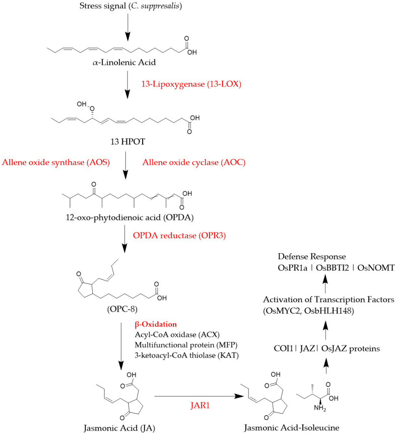 Jasmonic Acid (JA) Signaling Pathway in Rice Defense Against Chilo suppressalis Infestation.